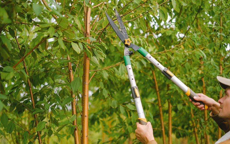 Tree trimming in Norborne, MO